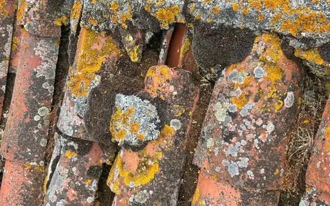 Démoussage et hydrofuge